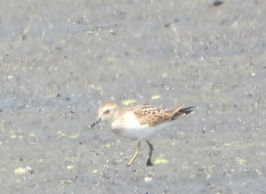 Least Sandpiper - ML640113542
