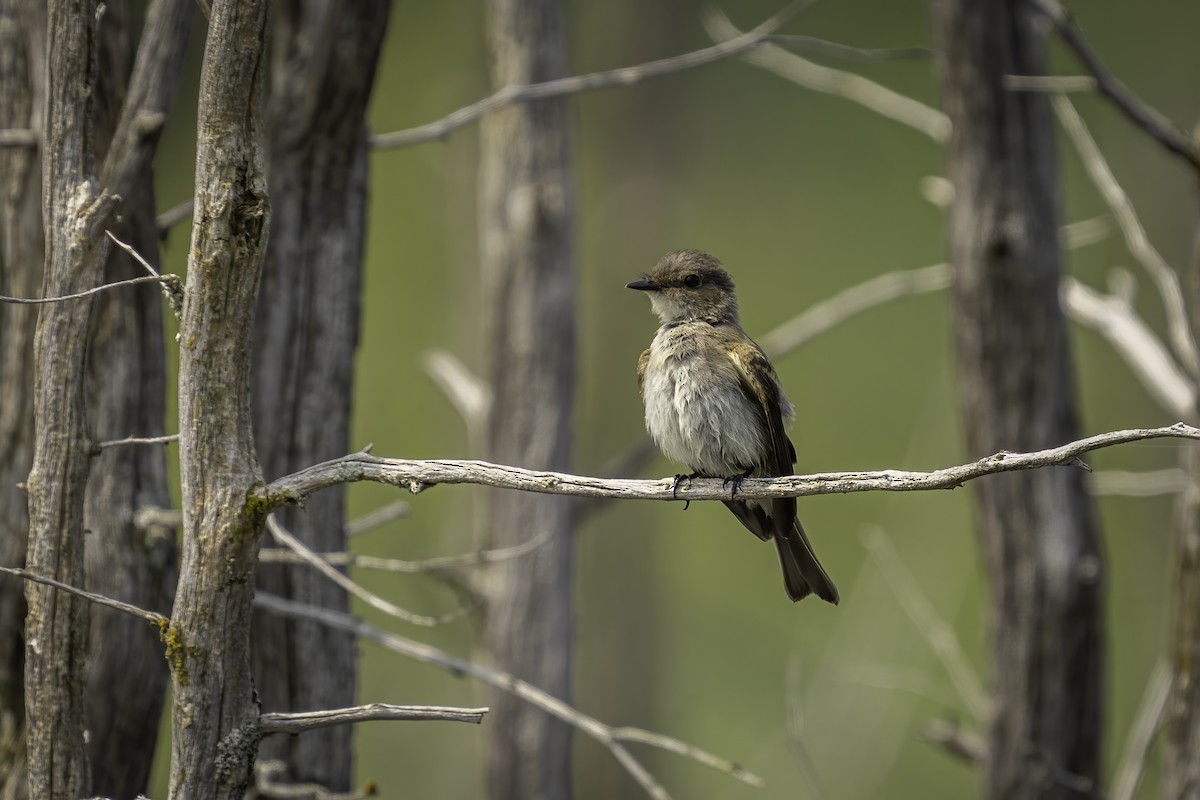 Eastern Phoebe - ML640113582