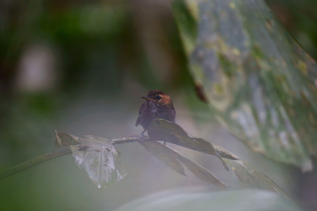 Tawny-faced Gnatwren - ML640113587