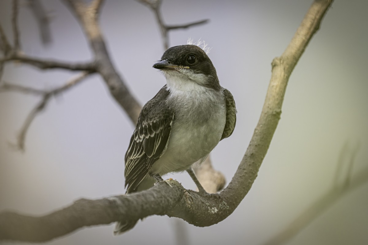 Eastern Kingbird - ML640113592
