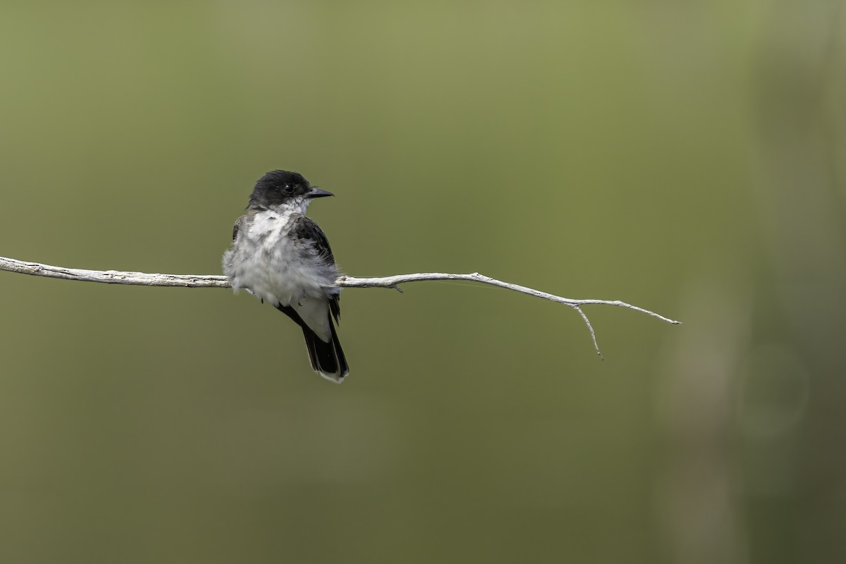 Eastern Kingbird - ML640113594