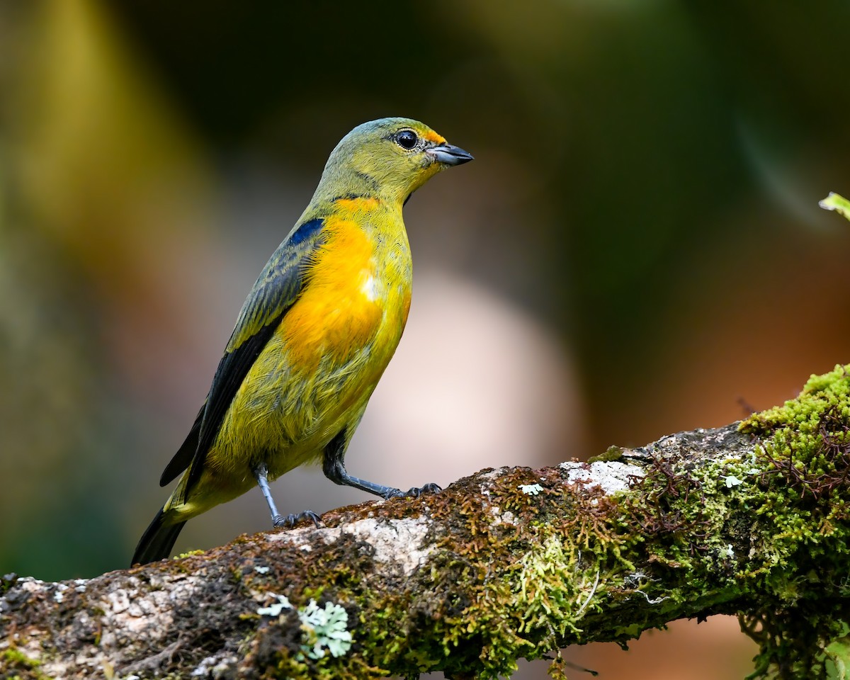 Elegant Euphonia - ML640113606