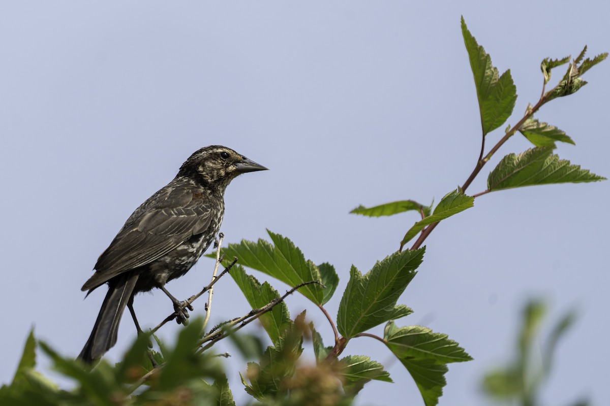 Red-winged Blackbird - ML640113625