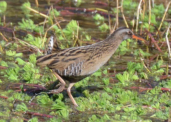 東亞秧雞 - ML640113646