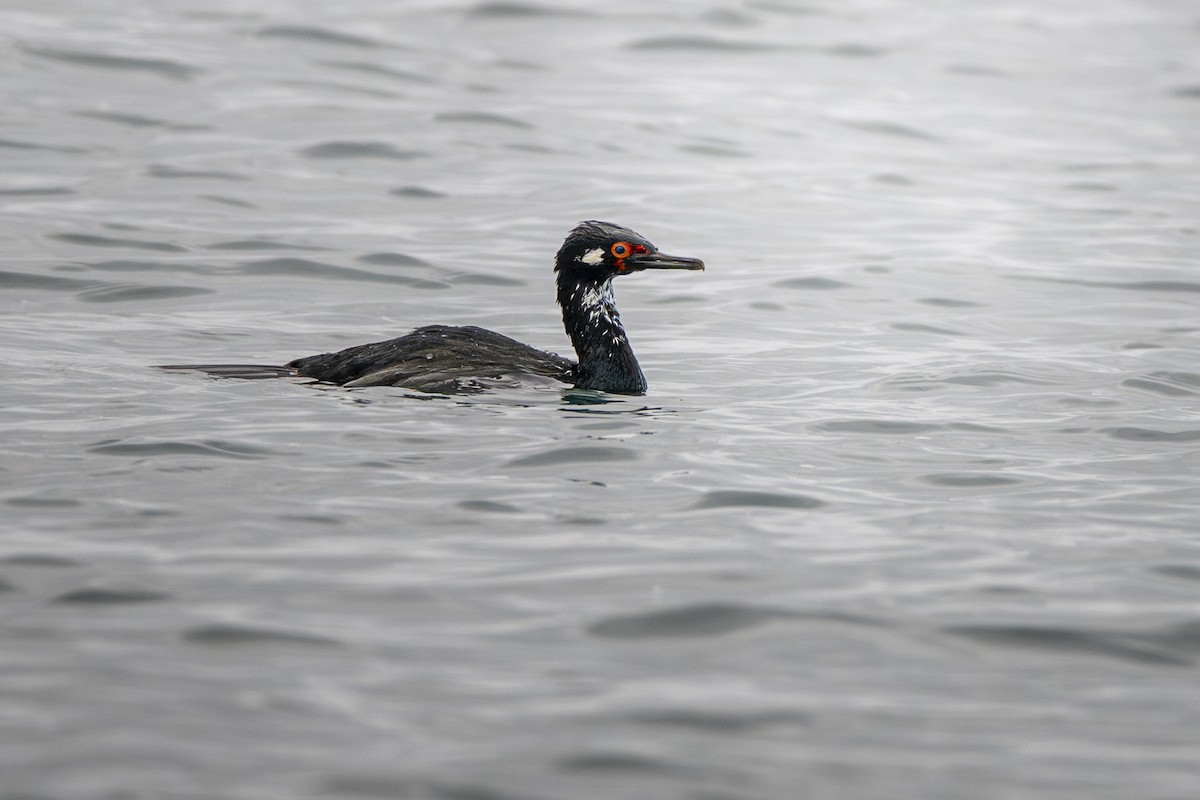 Magellanic Cormorant - ML640113678