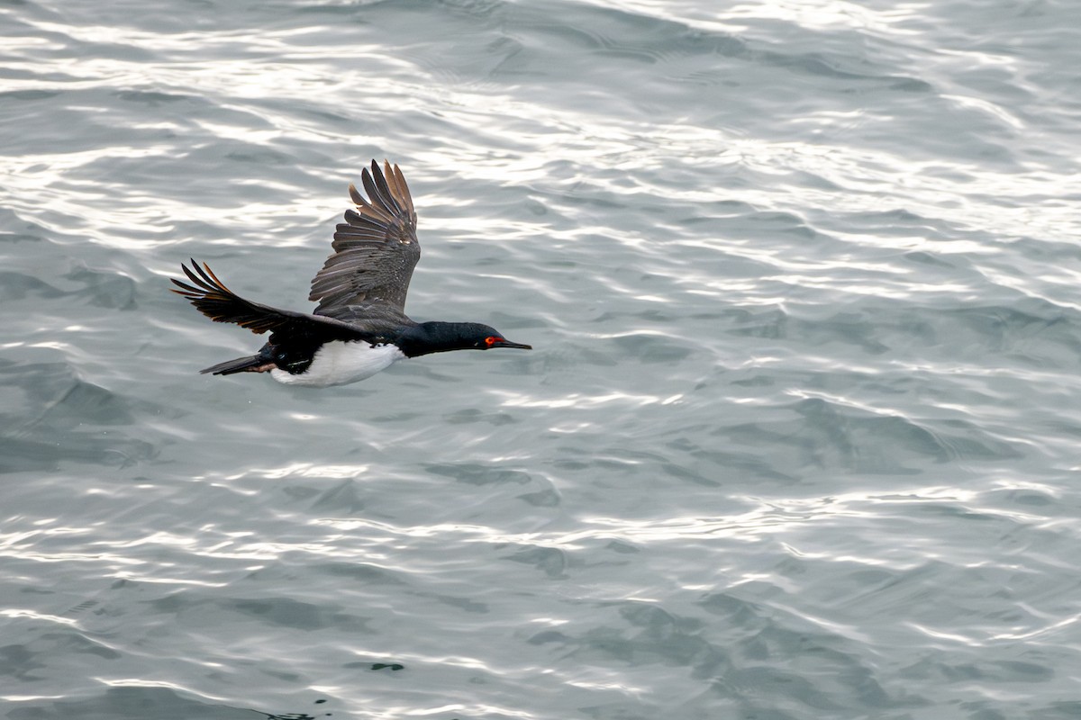 Magellanic Cormorant - ML640113679