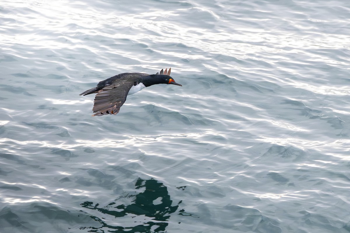 Magellanic Cormorant - ML640113680