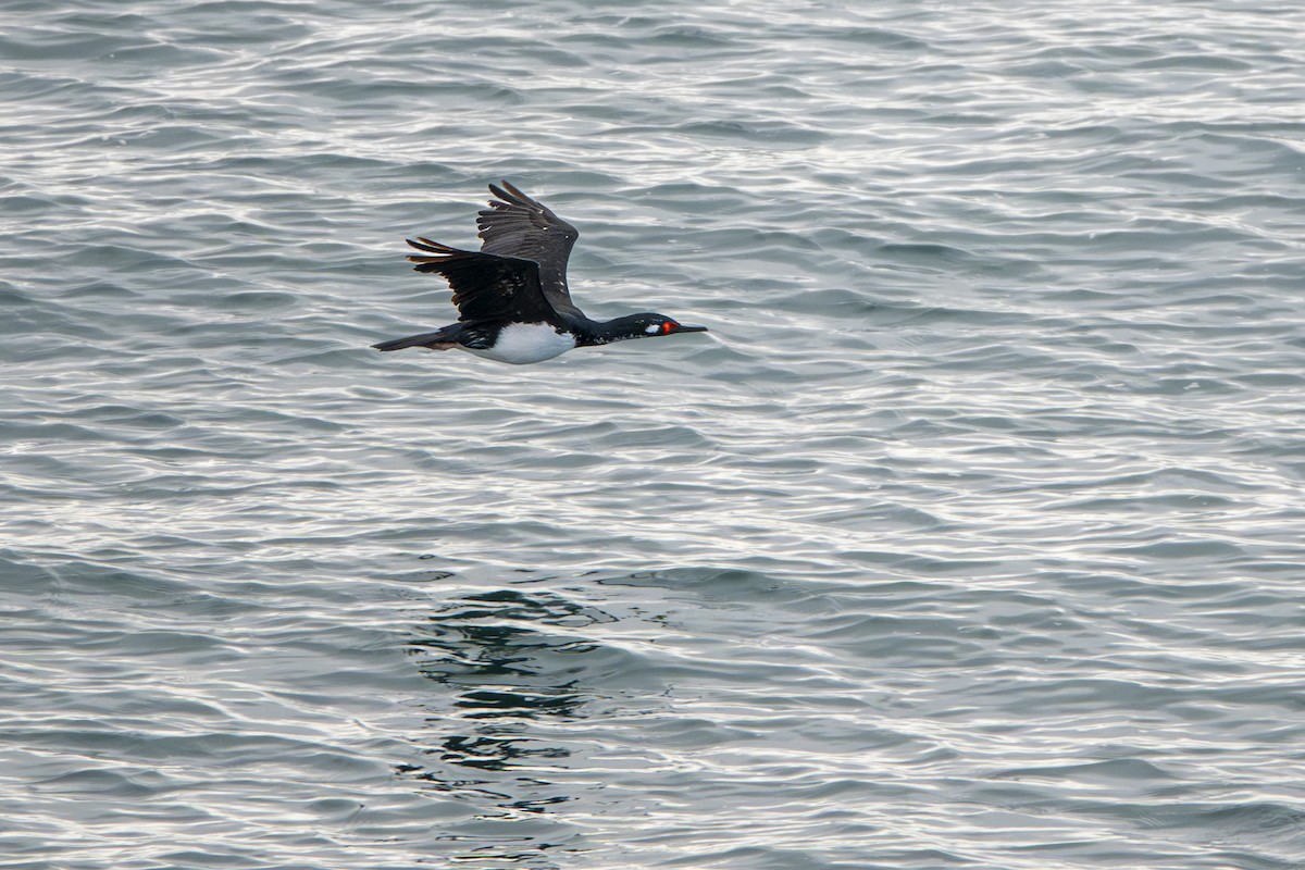 Magellanic Cormorant - ML640113681
