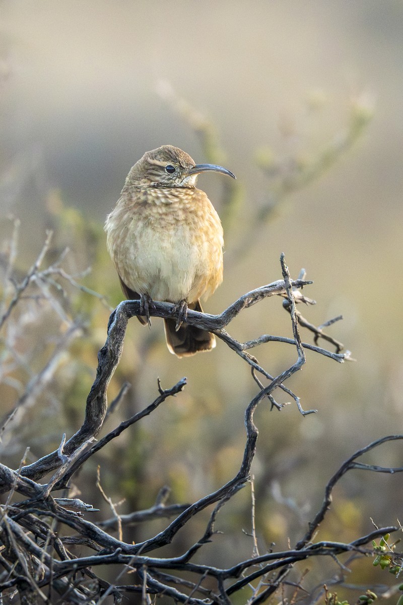 Scale-throated Earthcreeper - ML640113727
