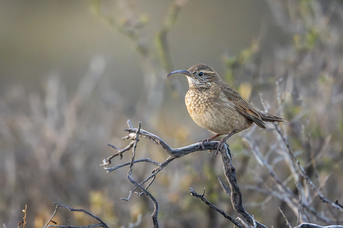 Scale-throated Earthcreeper - ML640113728
