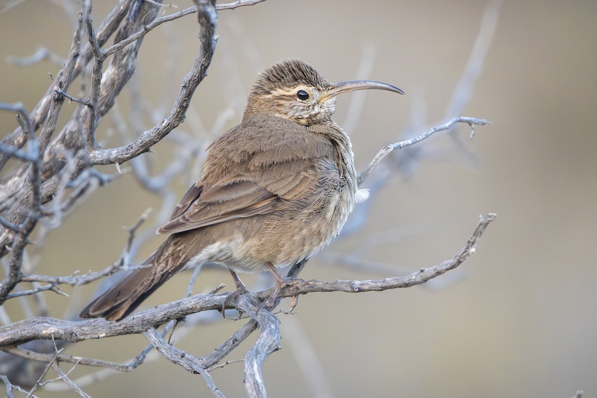 Scale-throated Earthcreeper - ML640113729