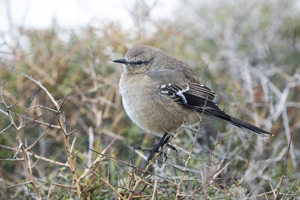 Patagonian Mockingbird - ML640113735