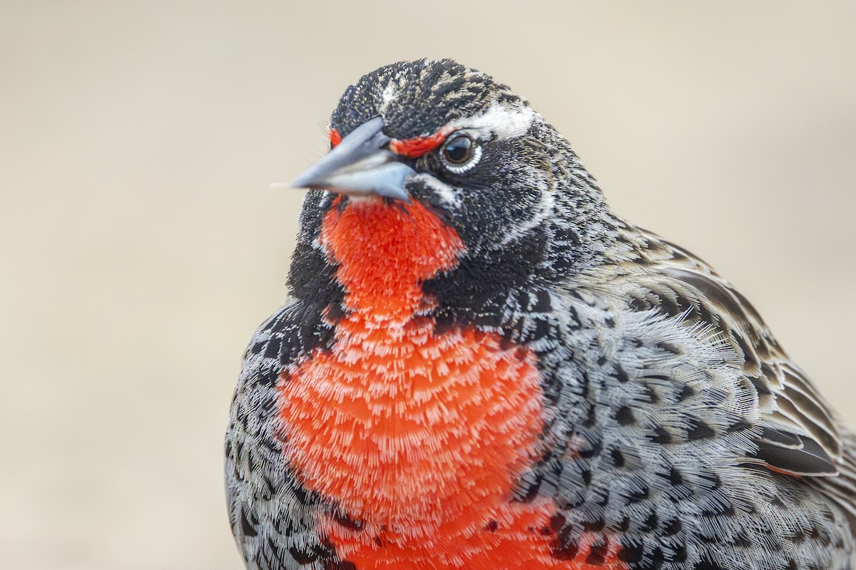Long-tailed Meadowlark - ML640113753