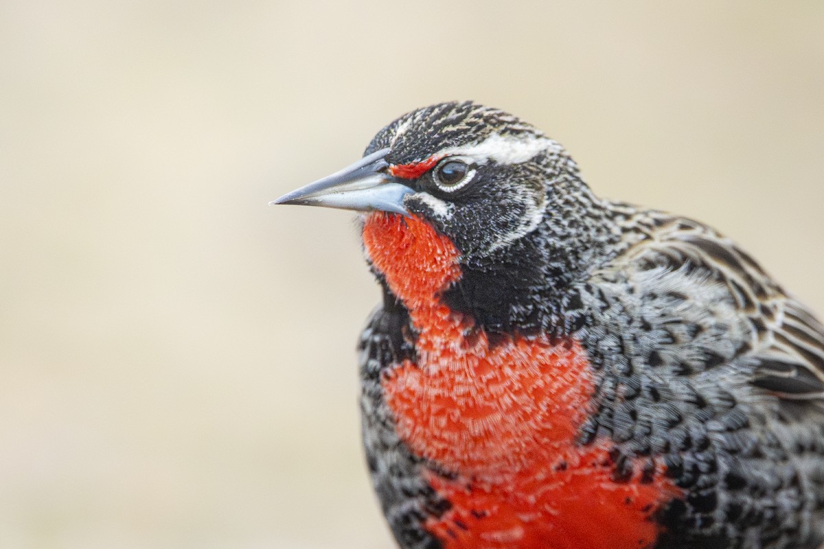 Long-tailed Meadowlark - ML640113754