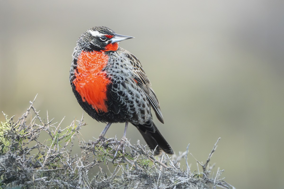 Long-tailed Meadowlark - ML640113756