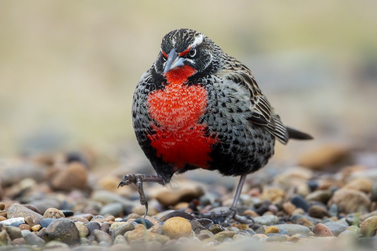 Long-tailed Meadowlark - ML640113757