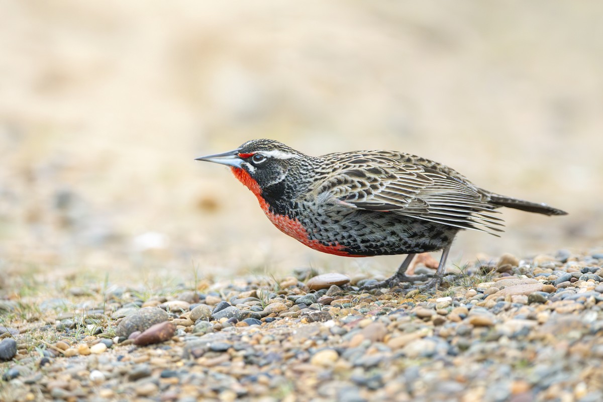 Long-tailed Meadowlark - ML640113758