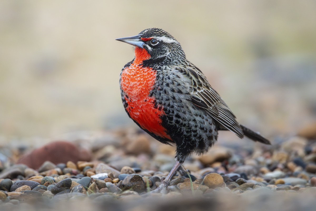 Long-tailed Meadowlark - ML640113759