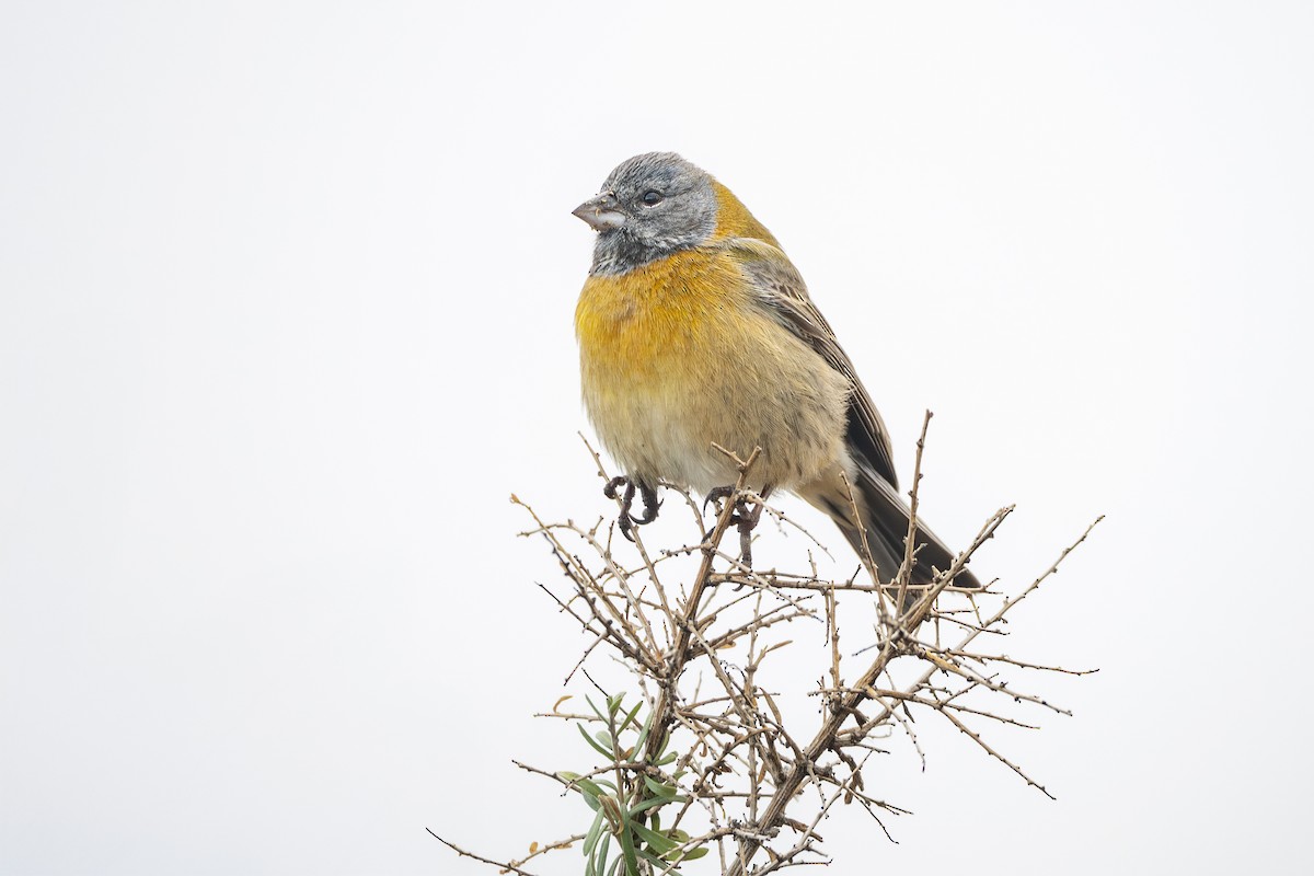 Gray-hooded Sierra Finch - ML640113787