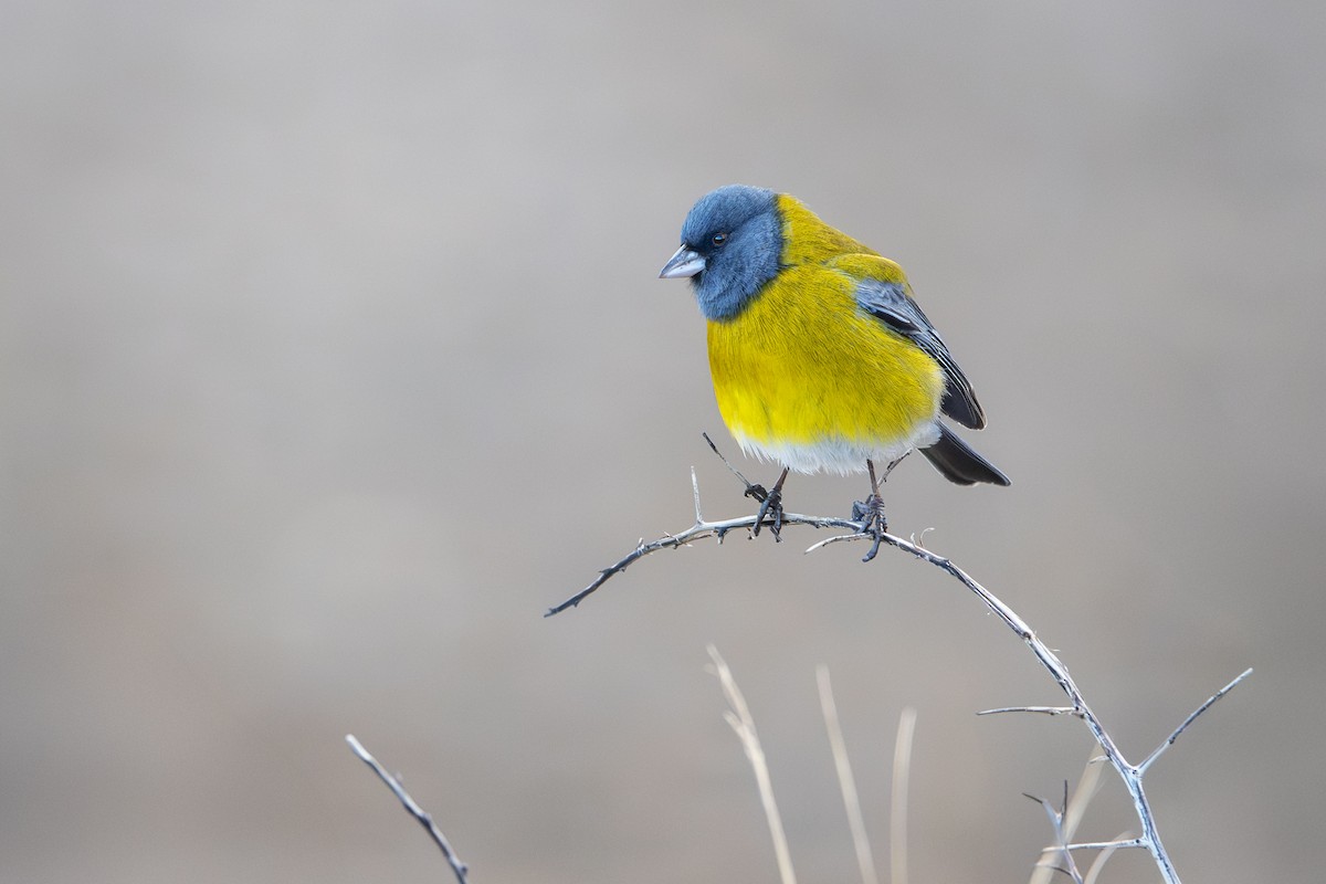 Gray-hooded Sierra Finch - ML640113788