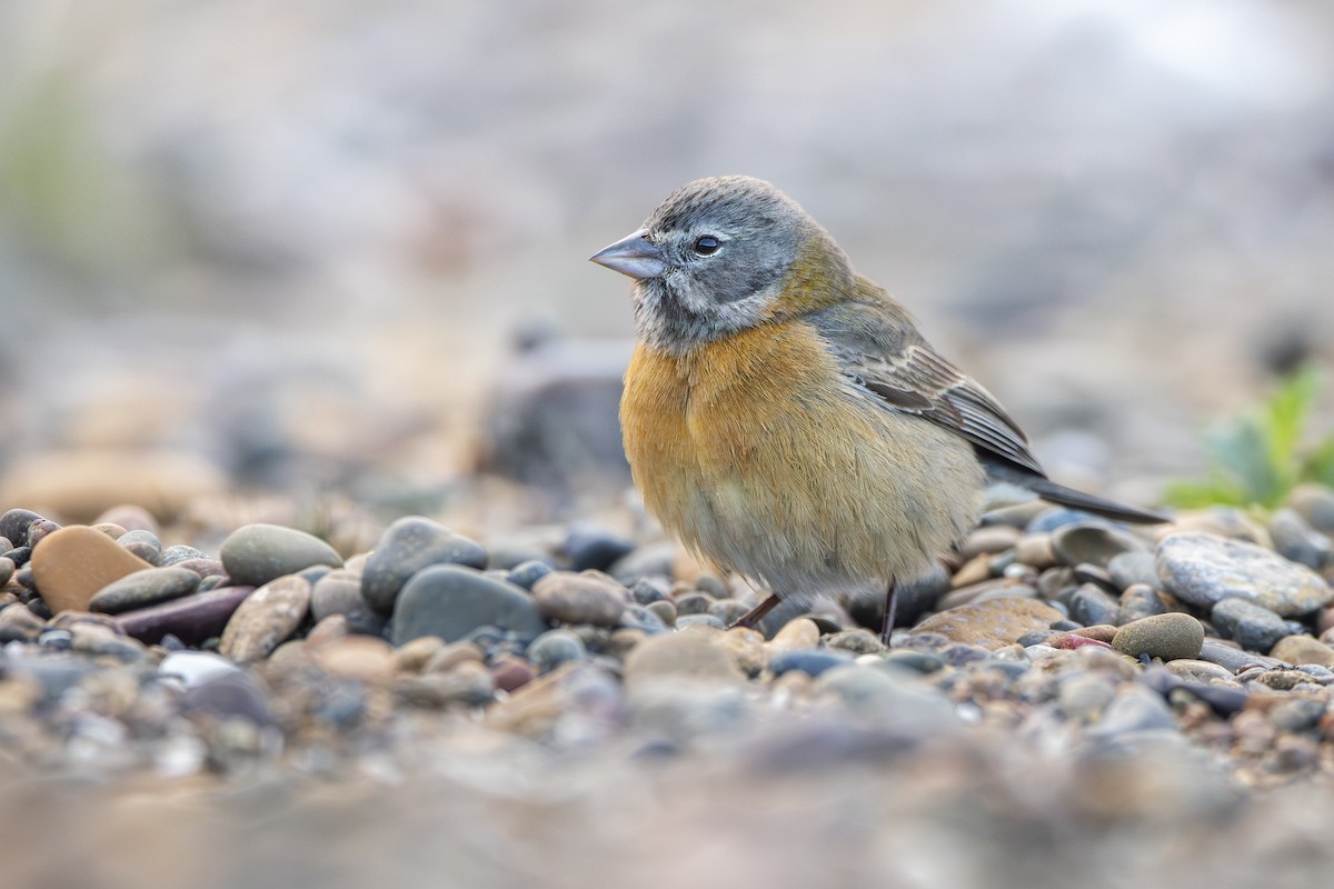 Gray-hooded Sierra Finch - ML640113789