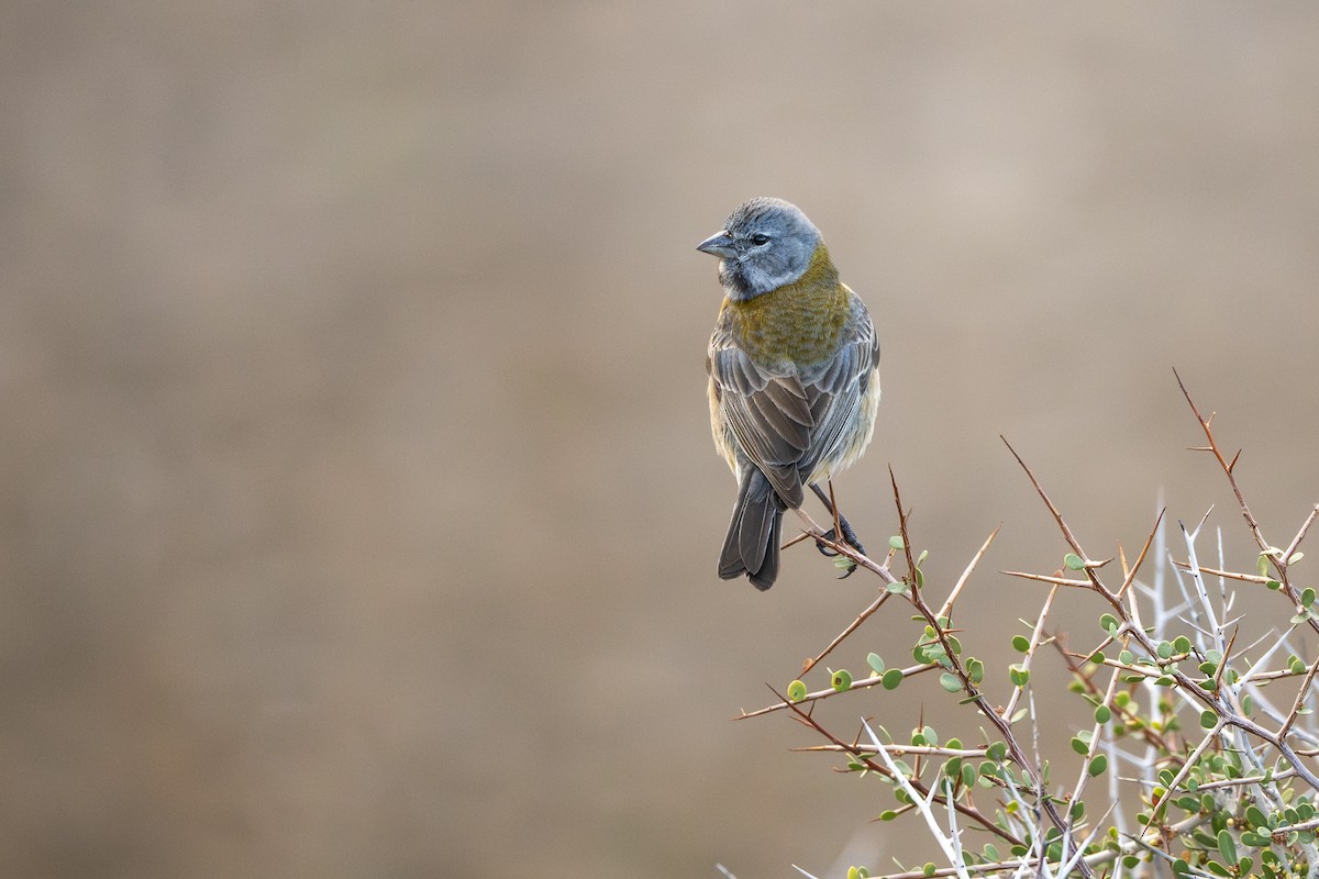 Gray-hooded Sierra Finch - ML640113790