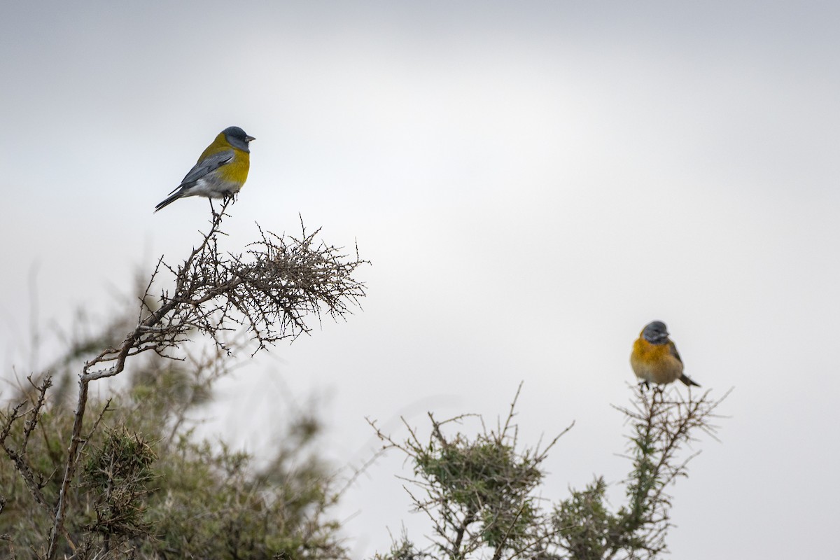 Gray-hooded Sierra Finch - ML640113791