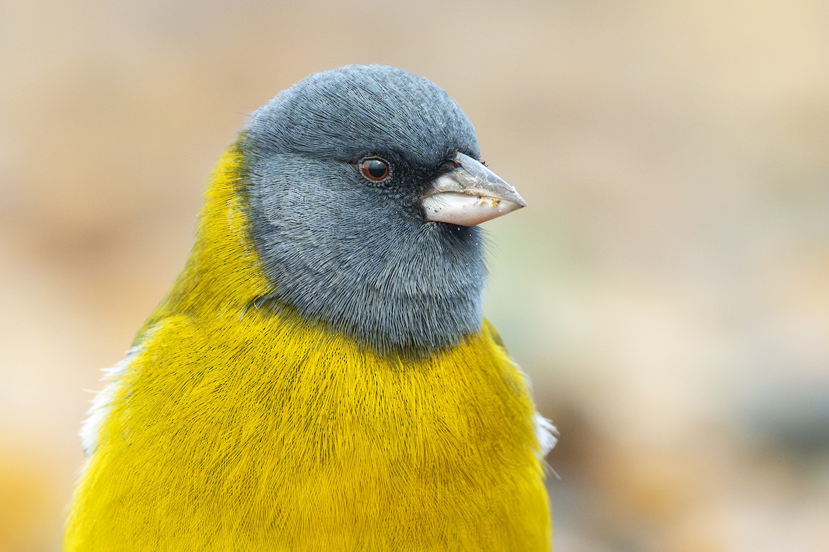 Gray-hooded Sierra Finch - ML640113792