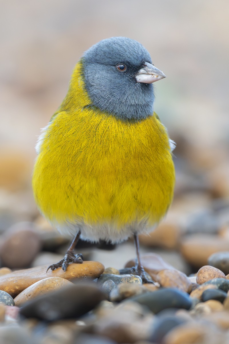 Gray-hooded Sierra Finch - ML640113793