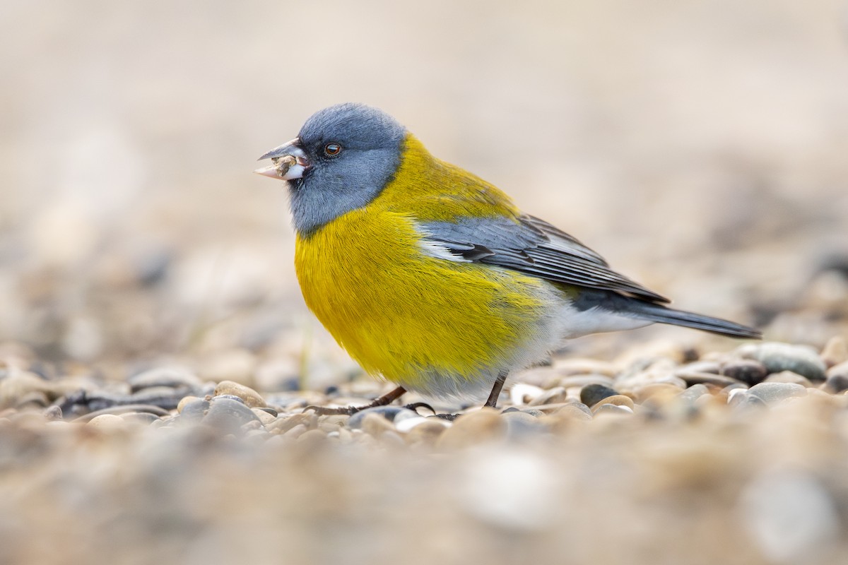 Gray-hooded Sierra Finch - ML640113794