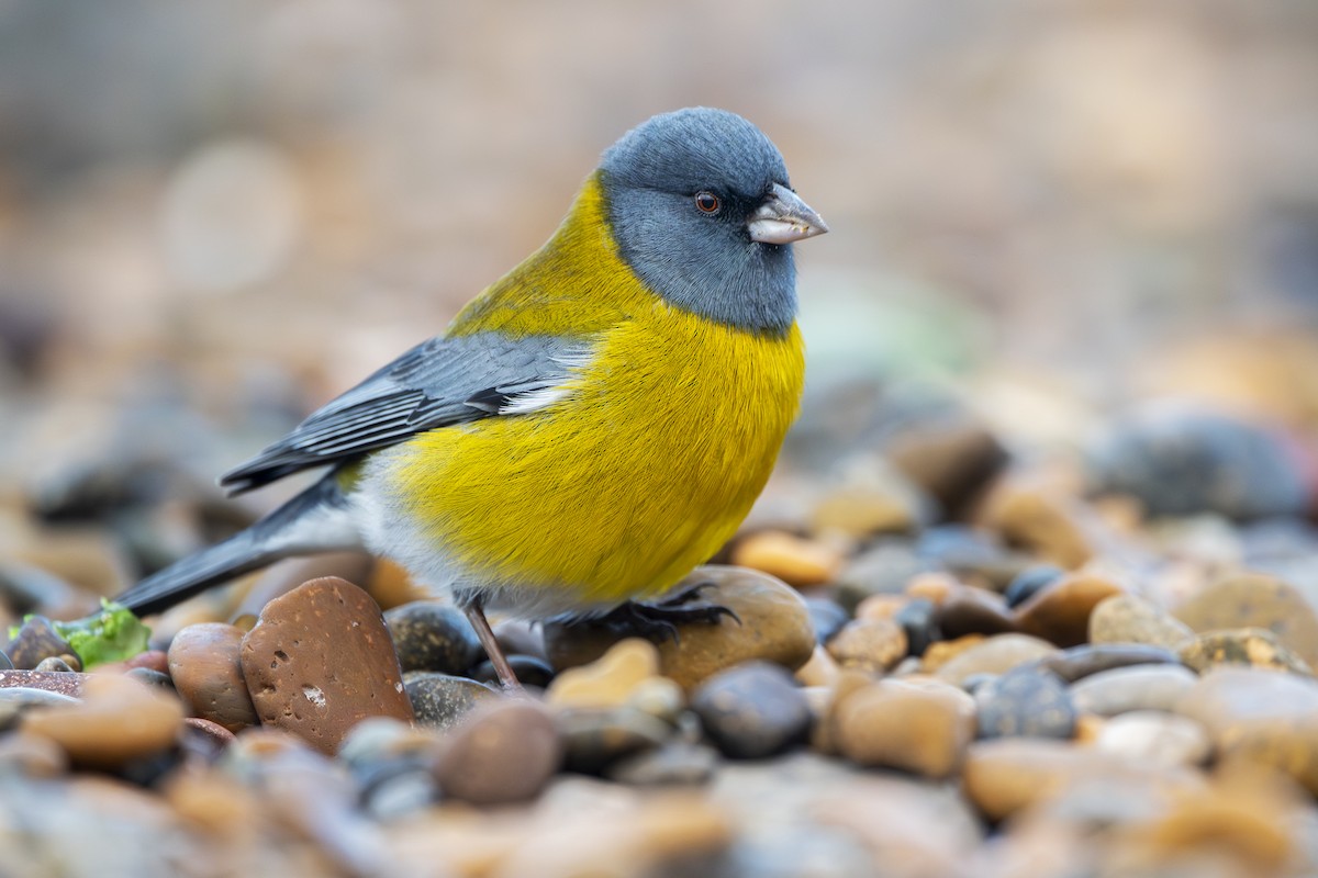 Gray-hooded Sierra Finch - ML640113796