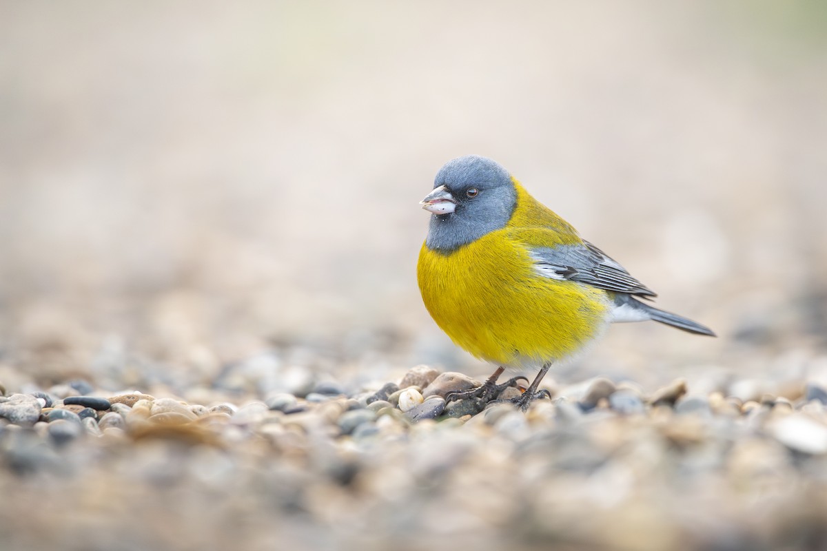 Gray-hooded Sierra Finch - ML640113797
