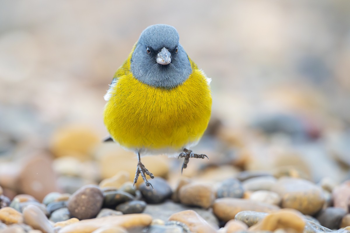 Gray-hooded Sierra Finch - ML640113798