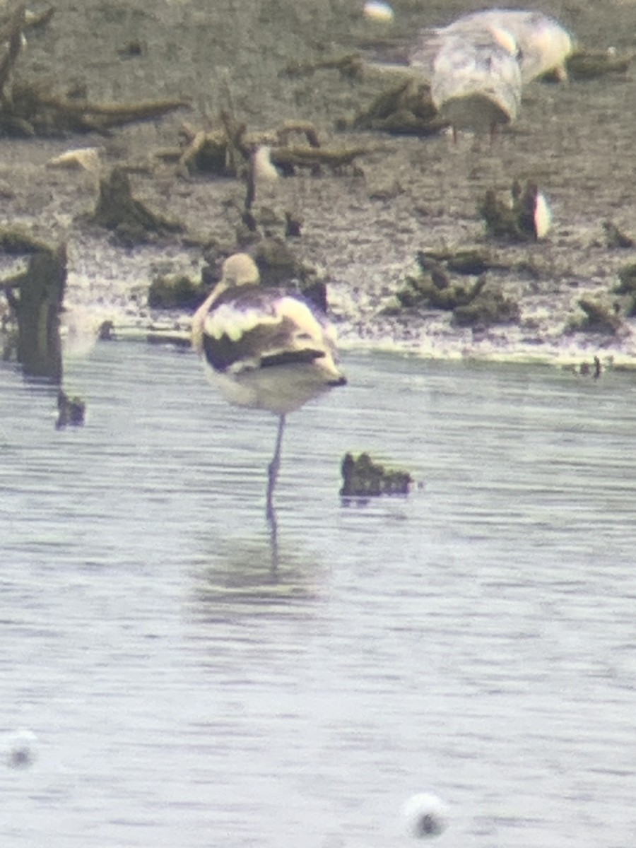 American Avocet - ML640113812