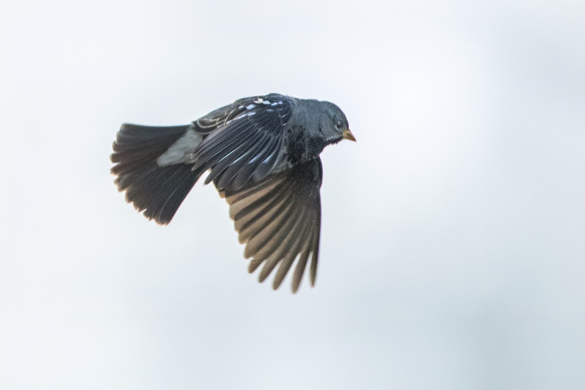 Mourning Sierra Finch - ML640113831
