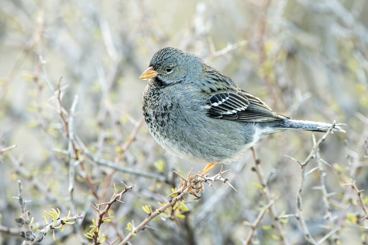 Mourning Sierra Finch - ML640113832