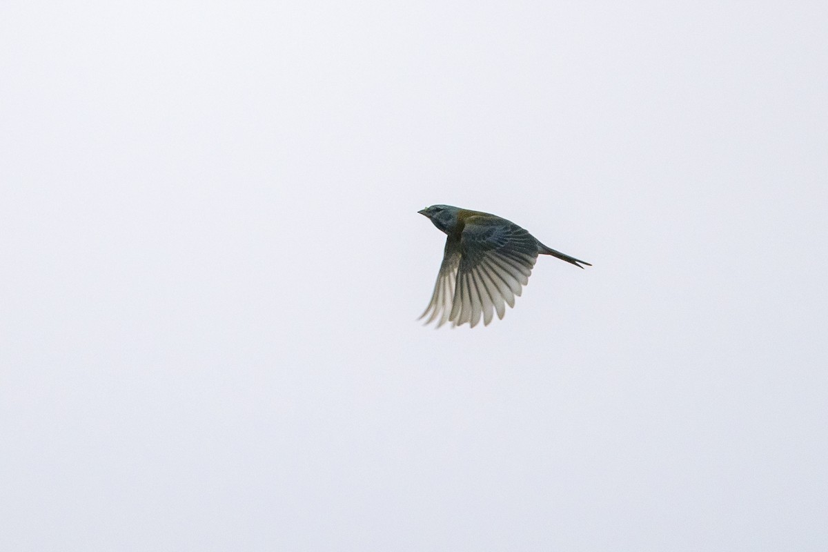 Gray-hooded Sierra Finch - ML640113835