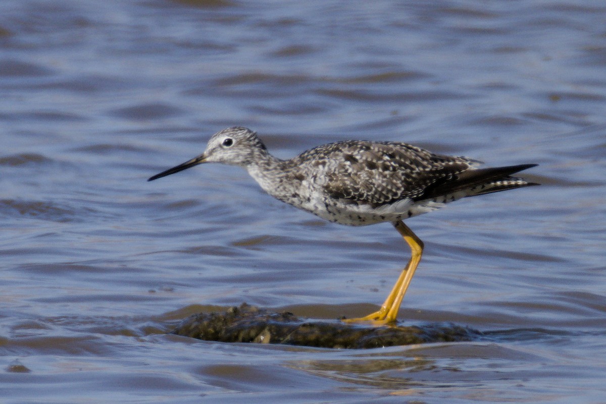 Lesser Yellowlegs - ML640113908