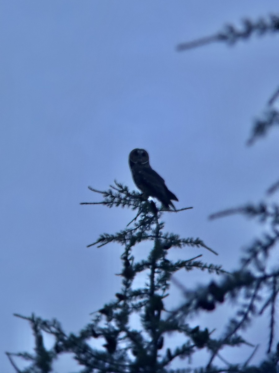 Short-eared Owl - ML640113949