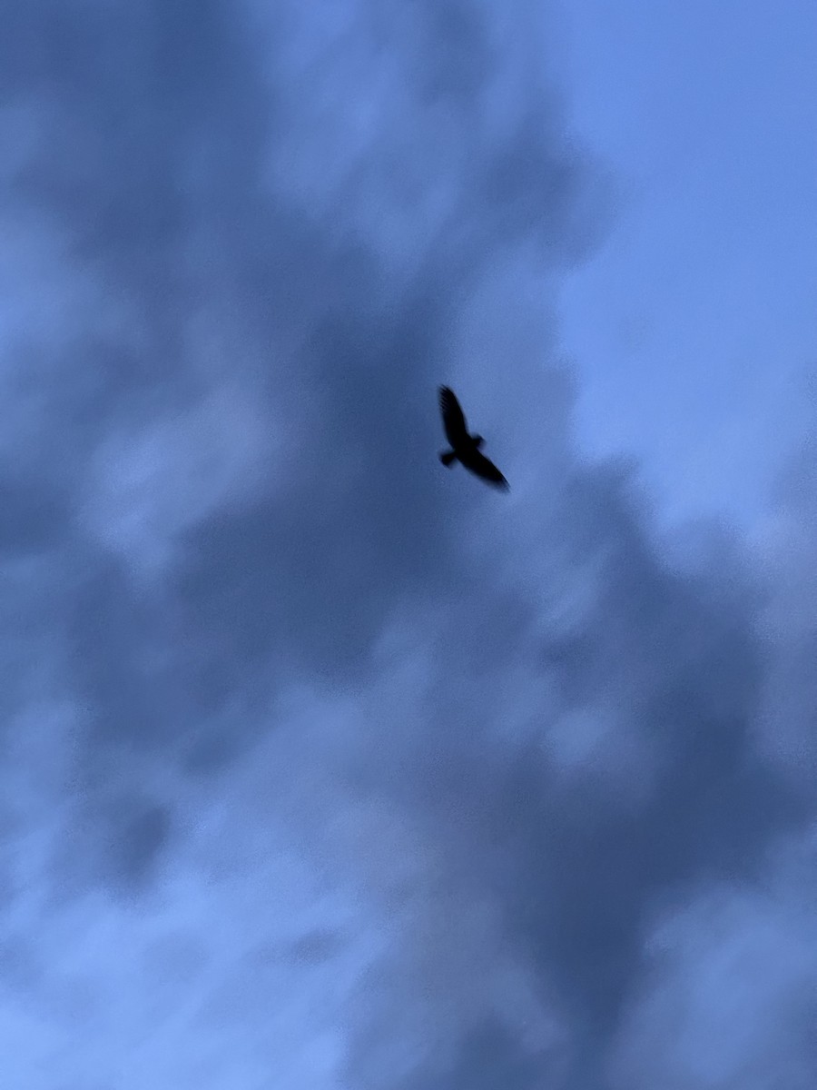 Short-eared Owl - ML640113950