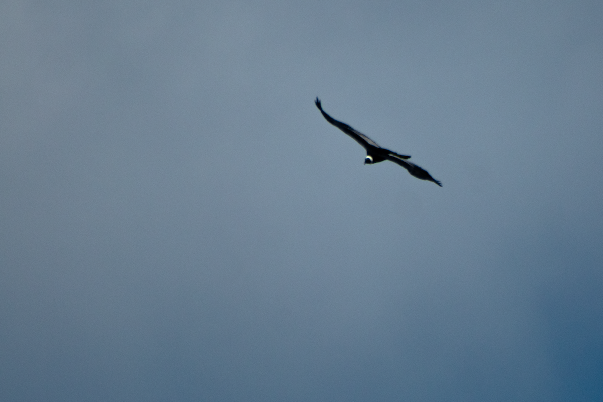 Andean Condor - ML640114089