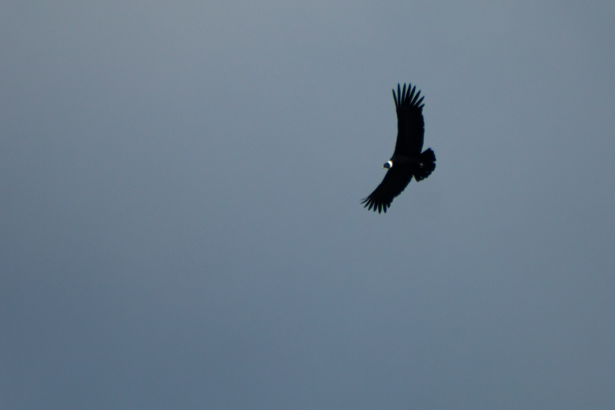 Andean Condor - ML640114090