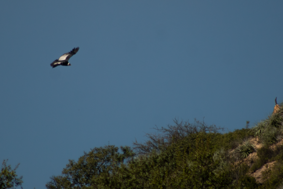 Andean Condor - ML640114091