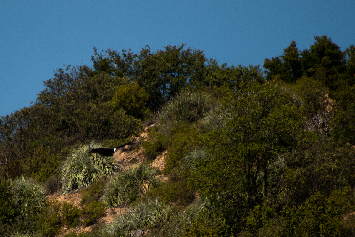 Andean Condor - ML640114093