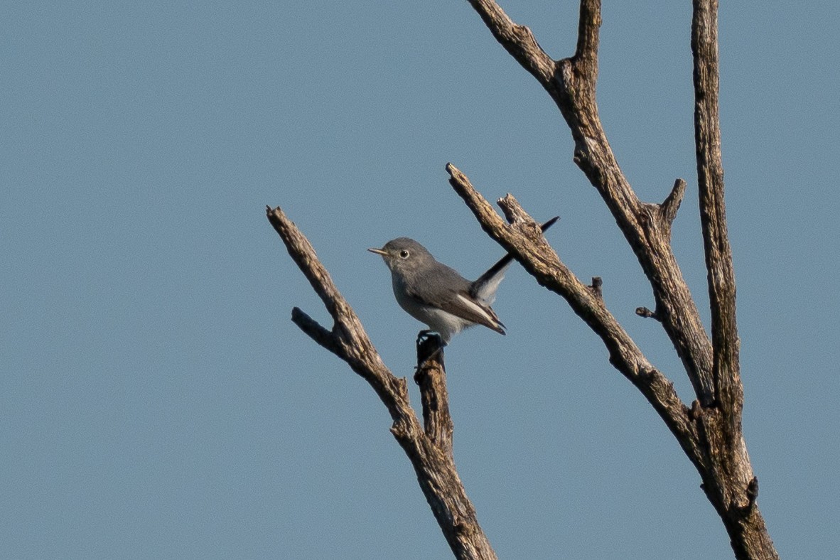Blue-gray Gnatcatcher - ML640114224