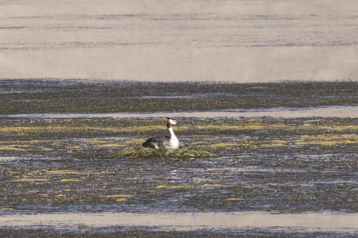 Grèbe huppé - ML640114230