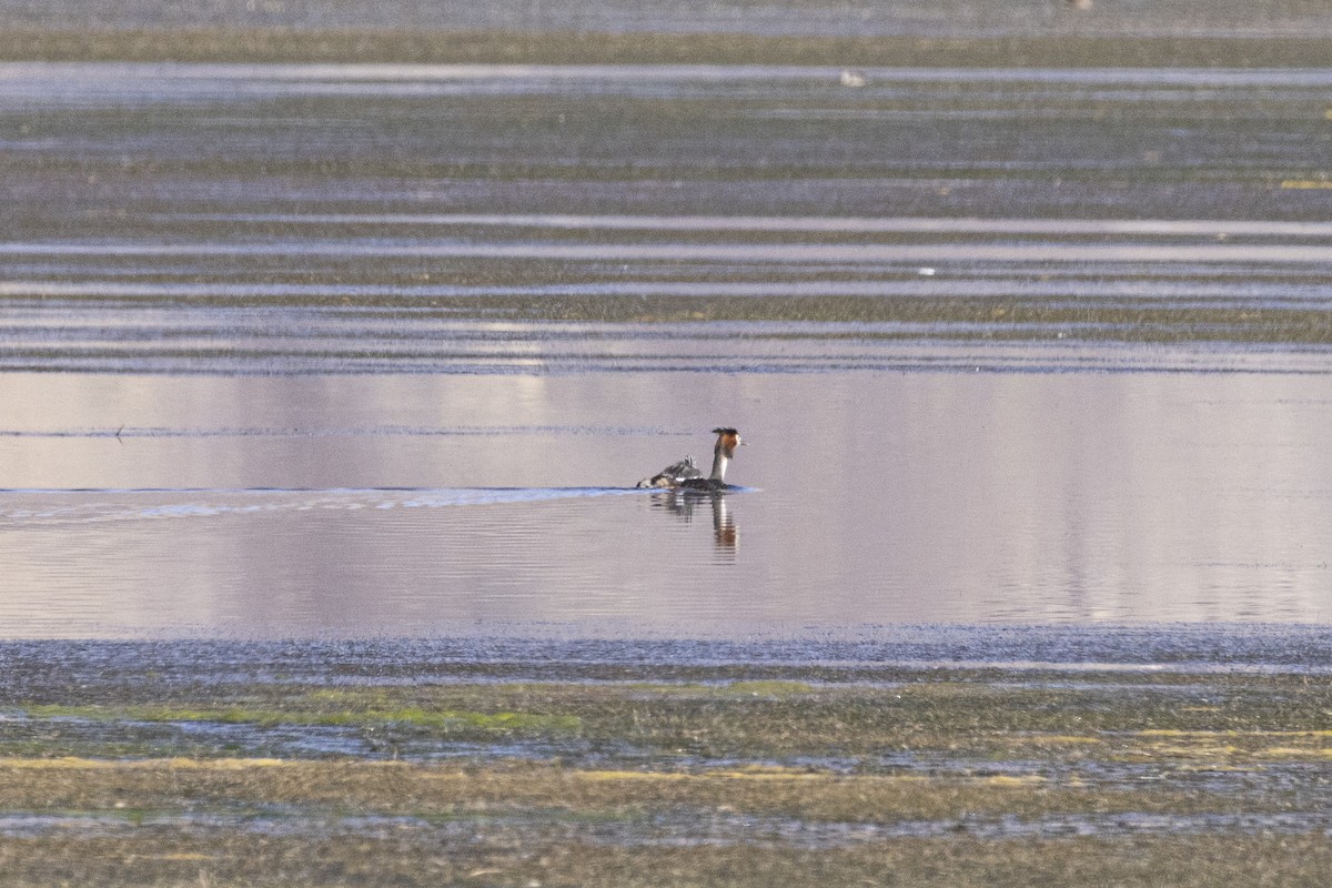 Grèbe huppé - ML640114232