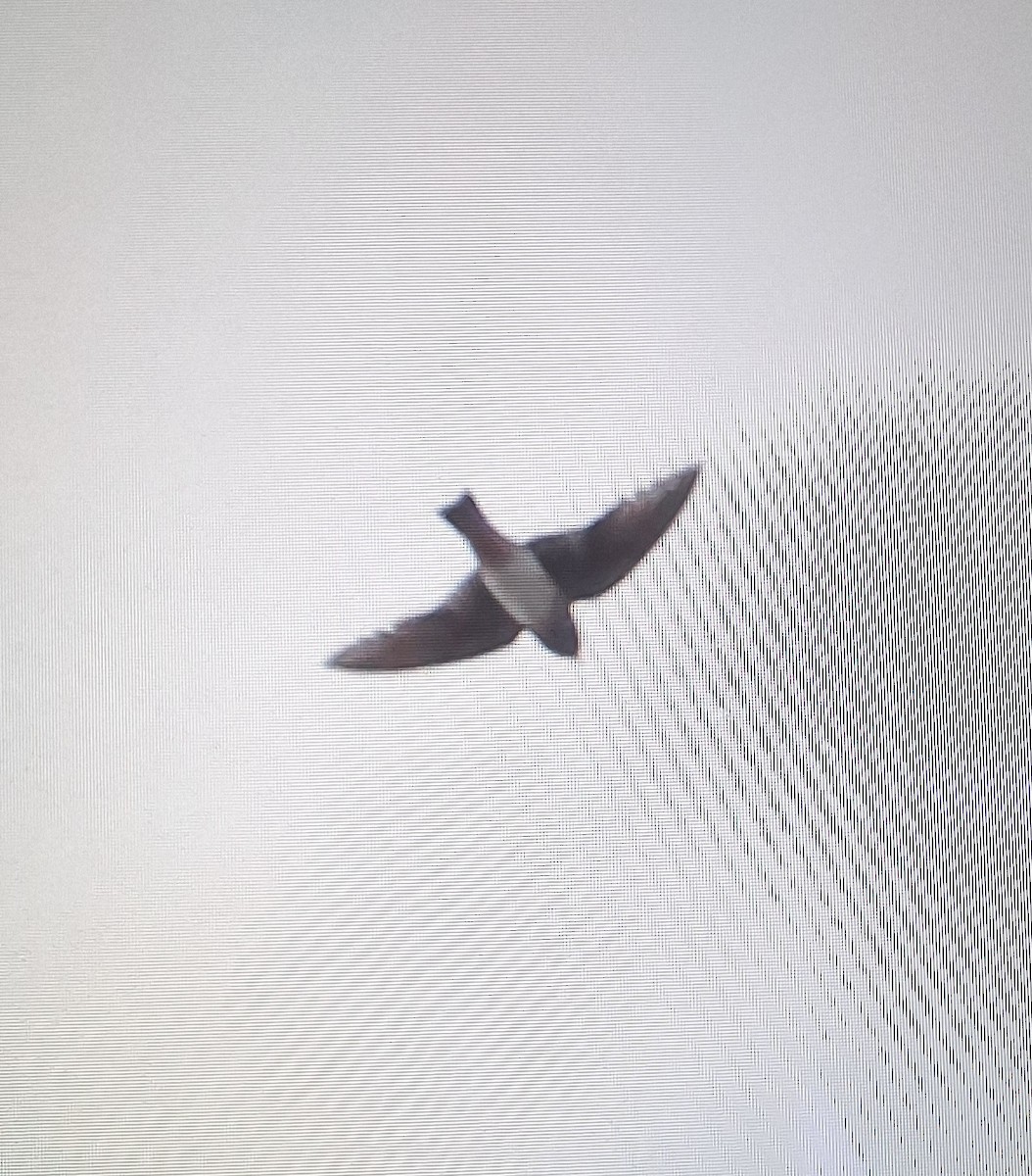 Cliff Swallow - ML640114234