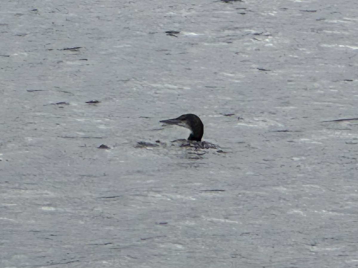 Common Loon - ML640114245