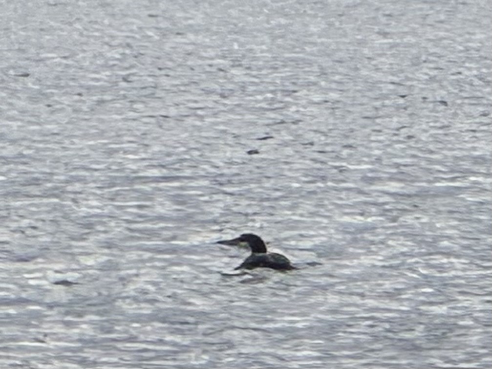 Common Loon - ML640114246